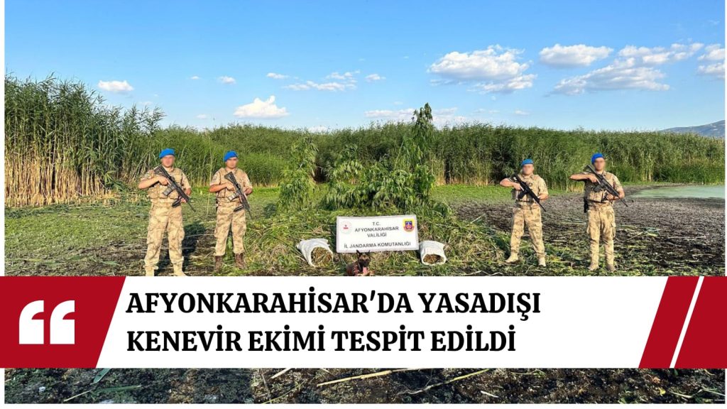 Afyonkarahisar’da jandarmadan narkotik operasyonu: Eber Gölü Havzası’nda yasadışı kenevir ekimi tespit edildi