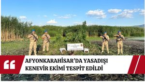 Afyonkarahisar’da jandarmadan narkotik operasyonu: Eber Gölü Havzası’nda yasadışı kenevir ekimi tespit edildi